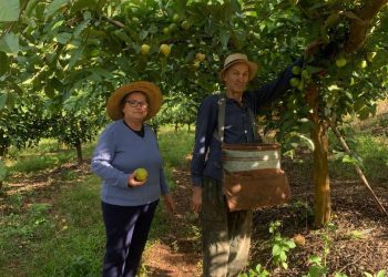 Tradição e dedicação marcam a produção de goiabas em Roca Sales
