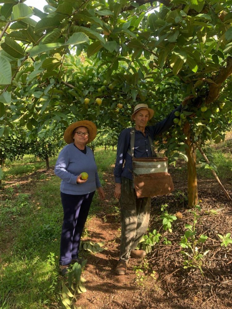 Tradição e dedicação marcam a produção de goiabas em Roca Sales
